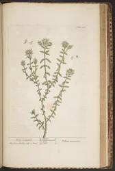 Tallerken 456, fra 