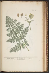 Tallerken 459, fra 