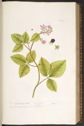 Tallerken 45, Black Berry Bush, fra 