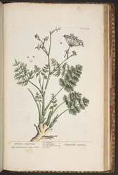 Tallerken 472, fra 
