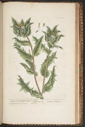 Tallerken 476, Carduus, eller den velsignede tidsel, fra 