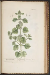 Tallerken 479, fra 