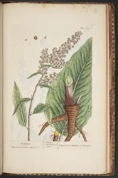 Tallerken 489, fra 