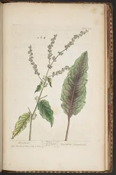 Tallerken 492, fra 