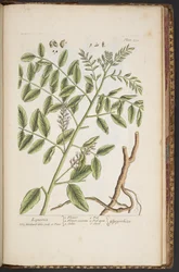 Tallerken 494, fra 