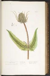 Tallerken 50, Wild Teasel, fra 