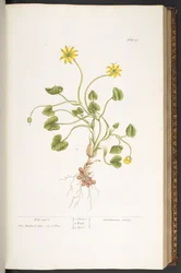Tallerken 51, Pile-Wort, fra 