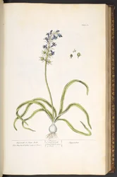 Tallerken 61, Hyacinth eller Hare Bells, fra 