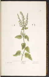 Tallerken 9, Wood Sage, fra 