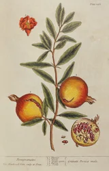 Punica granatum, fra A Curious Herbal, 1782