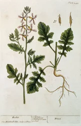 Rocket, plade 242 fra "A Curious Herbal", udgivet i 1782 (farvestik)