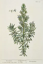 Rosmarinus Officinalis, fra "A Curious Herbal", 1782 (farvestik)