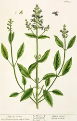 Salviam fra 
