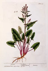 Sorrel, tallerken 230 fra 