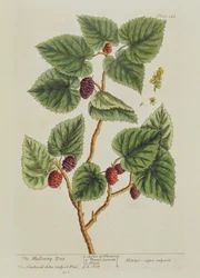 Mulberry Tree, planche 126 fra "A Curious Herbal", udgivet i 1782 (farvestik)
