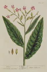 Tobak, tallerken 146 fra 