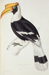 Buceros cavatus, fra «Et århundrede med fugle fra Himalayabjergene», 1830-32, af John Gould (1804-81)