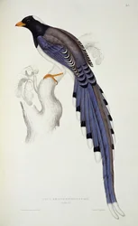 Pica Erythrorhynchos, fra 