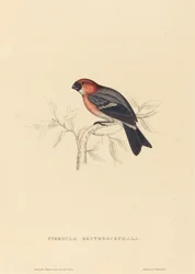 Pyrrhula Erythrocephala (rødhåret bullfinch)