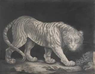En snigende tiger