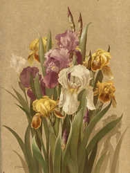 Fleur De Lis, nr. 3