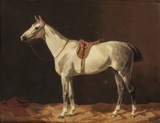 En opsadlet grå hest venter i en stald