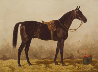 E.Volkers, Gesattelter Rappe