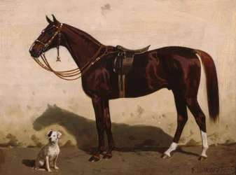 Sadlet ræv med hund