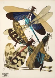 Tallerken 10 fra Insectes, pub. 1930