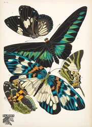 Tallerken 10, fra Butterflies, pub. 1925 (stenciltryk)