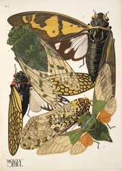 Tallerken 2 fra Insectes, pub. 1930