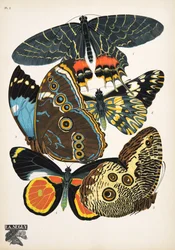 Tallerken 2, fra Butterflies, pub. 1925 (stenciltryk)