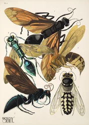 Tallerken 6 fra Insectes, pub. 1930