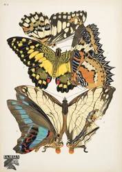 Tallerken 9, fra Butterflies, pub. 1925 (stenciltryk)