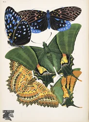 Tallerken 6, fra Butterflies, pub. 1925 (stenciltryk)