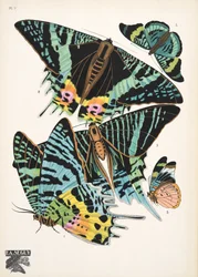 Tallerken 7, fra Butterflies, pub. 1925 (stenciltryk)