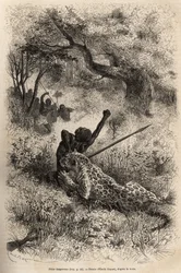 En leopard springer på en mand og bider ham grusomt i ryggen, i nærheden af Bambare (Congo), graverer efter en tegning af Emile Bayard, der illustrerer David Livingstones sidste dagbog (1813-1873), i 1866-1873, udgivet i " ”Le tour du monde”” 1875, red