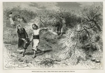 Samlingen af kit, en hvid harpiks af linse, i sommersæsonen, er grundlaget for fremstillingen af en anis brandy, tegning af Emile Bayard, for at illustrere historien "Chio Island" (Østlige Tyrkiet), i 1877, af Dr. A. Testevuide. Indgravering i Le