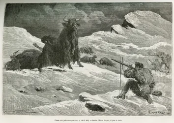Vild yakjagtscene, tegning af Emile Bayard for at illustrere rejsen til Mongoliet og Tangouternes land fra 1870 til 1873, af oberstløjtnant Przewalski. Indgravering i Le tour du monde