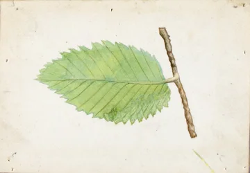 Jagged Leaf Edge Caterpillar, studie til bogen Concealing Coloration in the Animal Kingdom (Skjult farve i dyreriget)