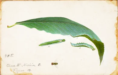 Unspotted Beach Leaf Edge Caterpillar..., slutningen af det 19.-begyndelsen af det 20. århundrede.