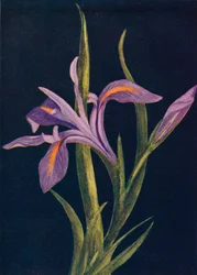 Ground Iris, c1915, 1915