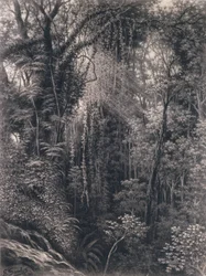 Udsigt over kløften over Apia, Upolu, Vest-Samoa, 1877 (kul på papir)