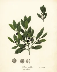 Appalachian te, farvestofblade, stedsegrønne vinterbær, galdebær og blækbær, Ilex glabra