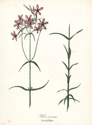 Forteltet phlox, Phlox aristata