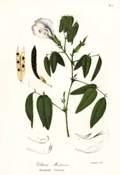 Sommerfugleært, atlantiske duevinger eller Maryland clitoria, Clitoria mariana