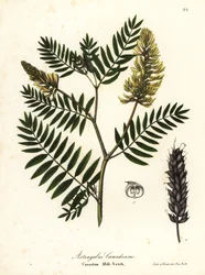 Canadisk mælkevikle, Astragalus canadensis