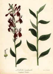 Kardinalblomst, Lobelia cardinalis