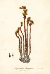 Hollænderpibe, falske bøgedråber, fyrresaft eller gul fuglerede, Monotropa hypopitys (fyrsaft, Hypopithys lanuginosa)