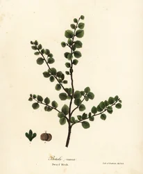 Dværgbirk, Betula nana